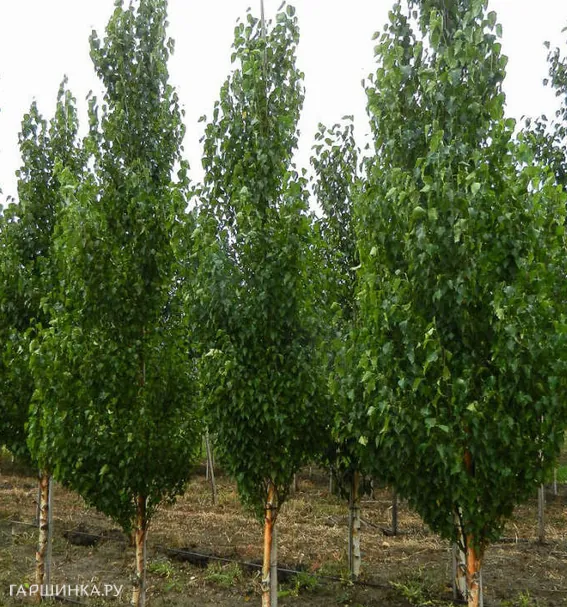 Береза Фастигиата