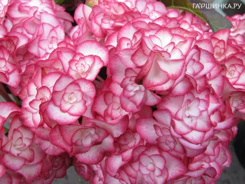 Гортензия Мисс Саори крупнолистная ремонтантная (серия Ты и Я)