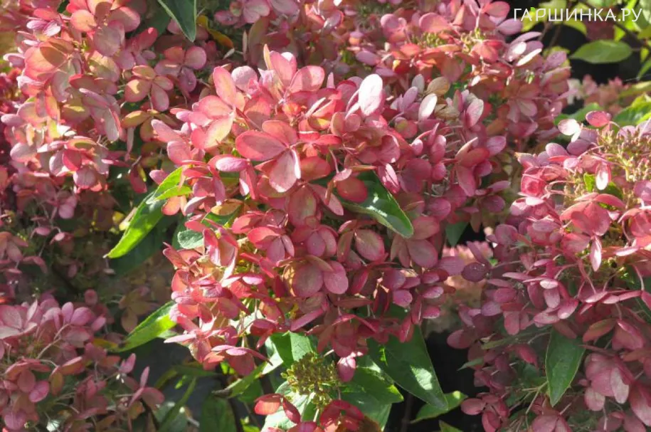 Гортензия Пастель Грин (Пастельно-зеленый) метельчатая