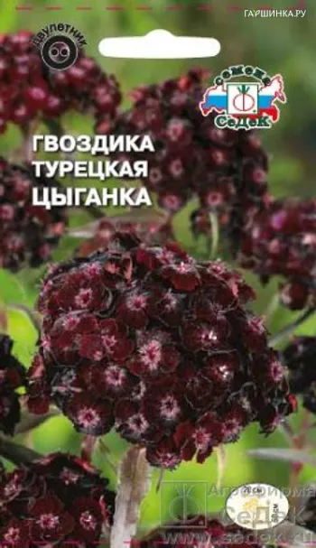 Гвоздика турецкая Цыганка (Седек)