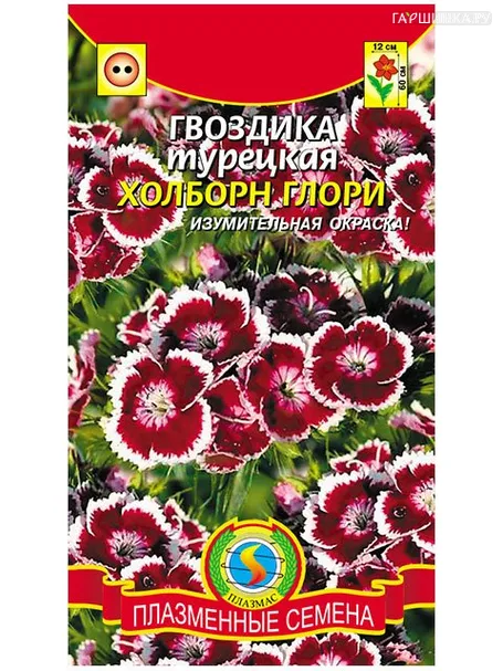 Гвоздика турецкая Холбон Глори (Плазмас)
