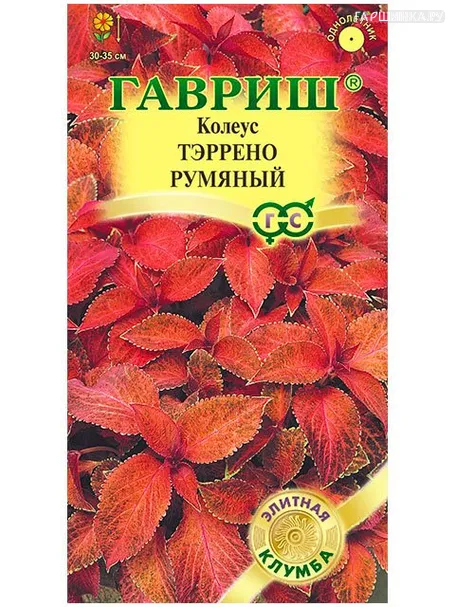 Колеус Тэррено румяный (Гавриш), 5шт