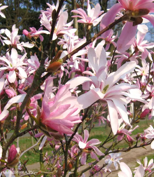 Магнолия Леонард Мессел