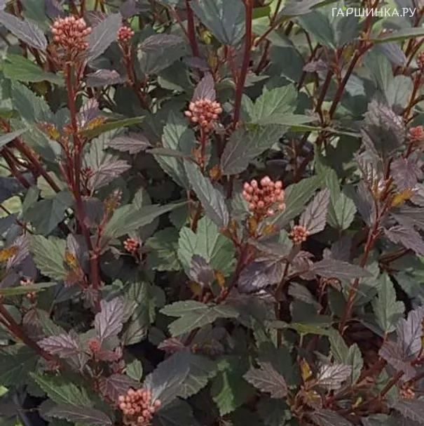 Пузыреплодник Литл Джокер