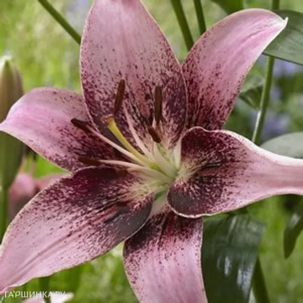 Лилия Тезире азиатская/2шт