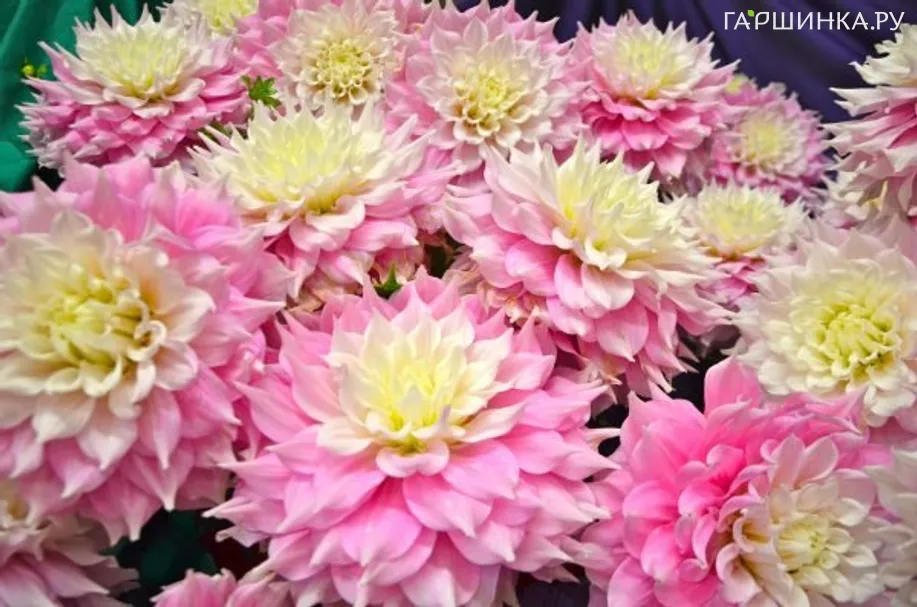 Георгина Гитс Перфекшн (МАКСИ) декоративная