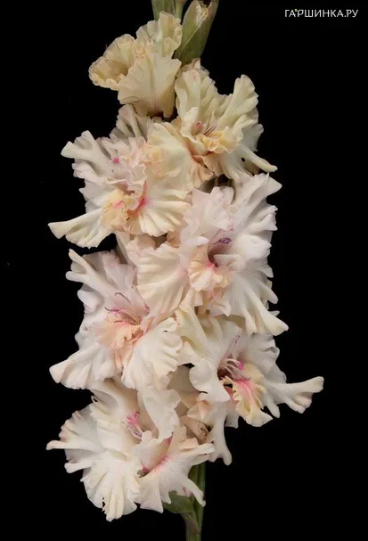 Гладиолус День Сурка