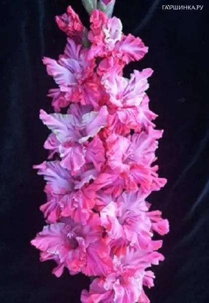 Гладиолус Владислав Тетюхин 2шт