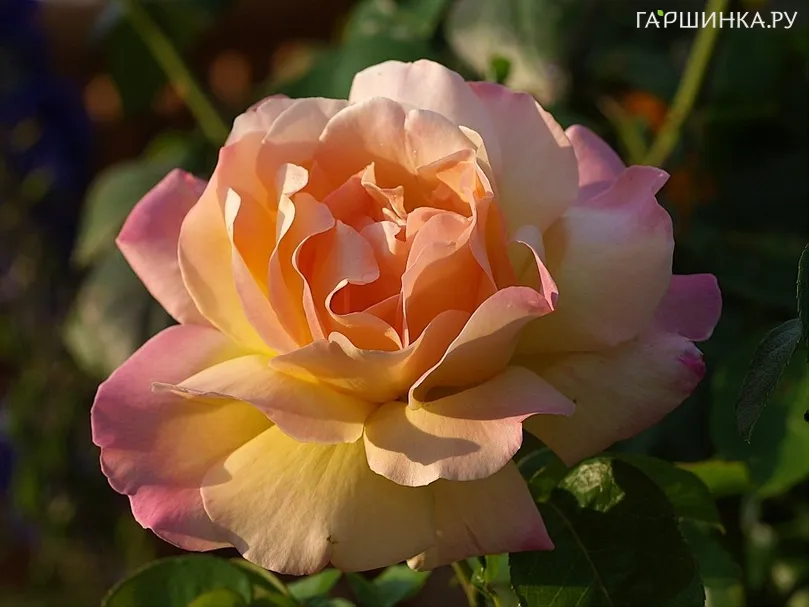 Роза  Глория Дей на штамбе  90см