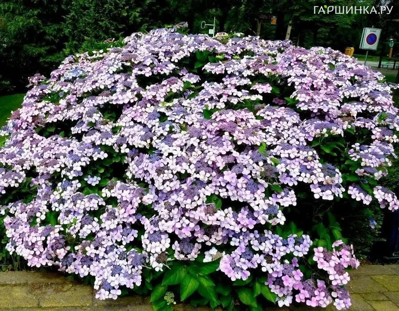 Гортензия Блюберд (Синяя птица) пильчатая