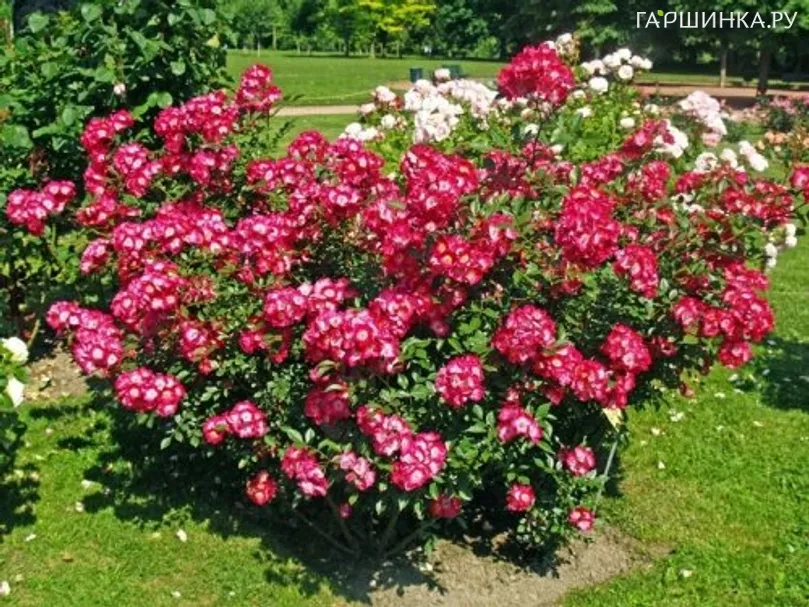 Роза Гранд Дюк Жан мускусная, Ленс (лиц)