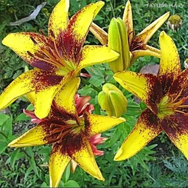 Лилия Граффити азиатская/2шт