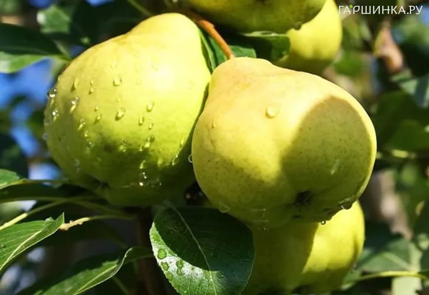 Груша Москвичка