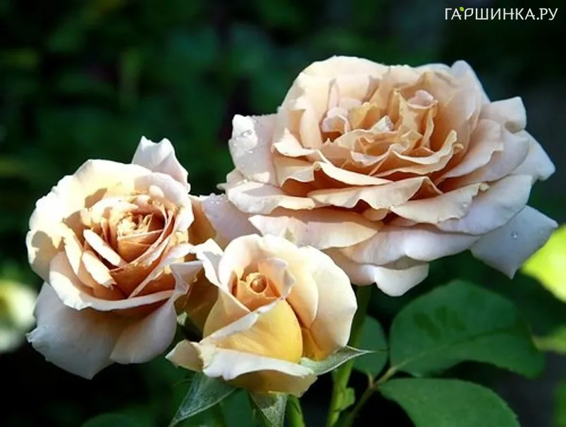 Роза Хани Дижон, Викс (лиц)