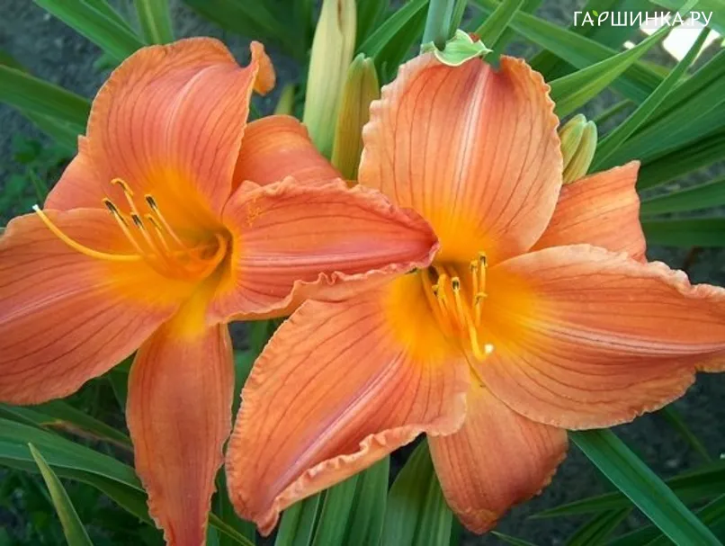 Лилейник Copper Summer