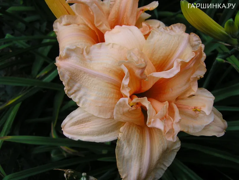 Лилейник Дабл Дрим