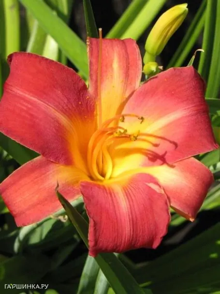 Лилейник Черри Чикс