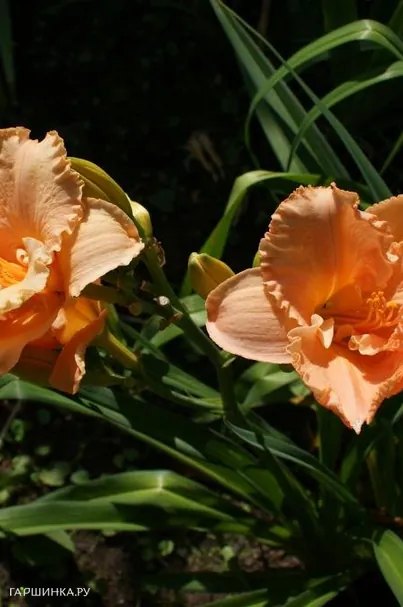 Лилейник Элизабет Солтер