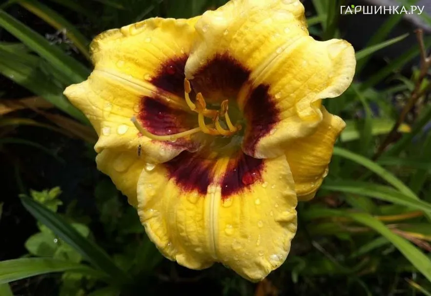 Лилейник Джейсон Салтер