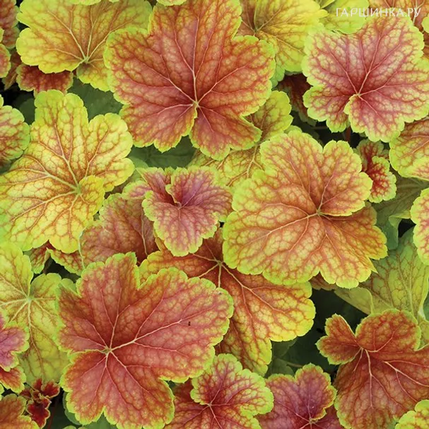 Гейхера Дельта Даун