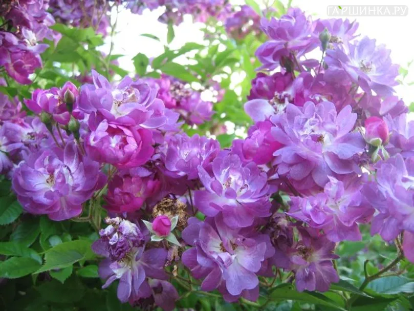 Роза Файльхенблау, Кордес (лиц)