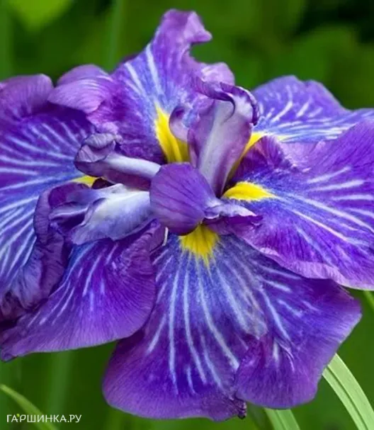 Ирис мечевидный Электрик Рэйс