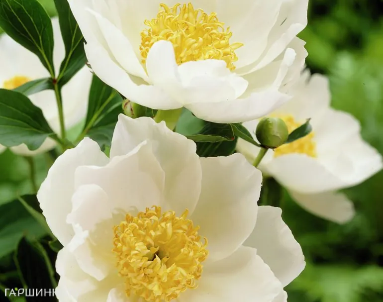 Пион Джон Ван Леувен