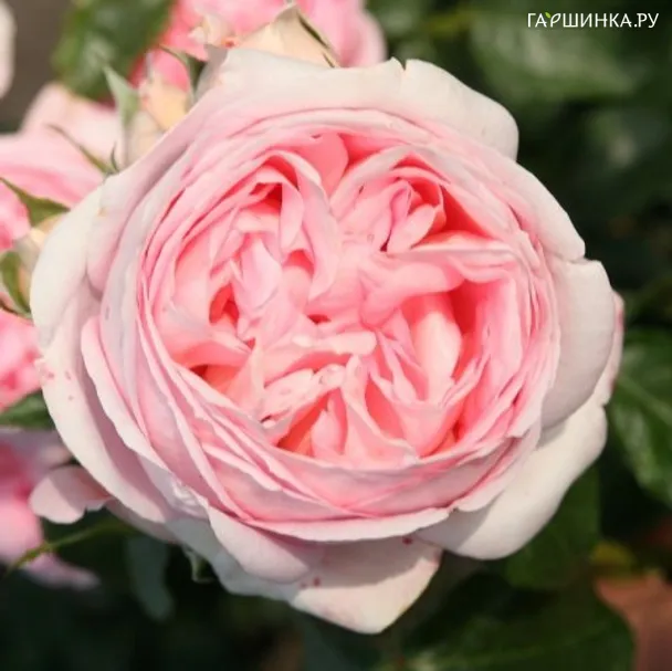 Роза Прелюд чайно-гибридная Imperial Rose