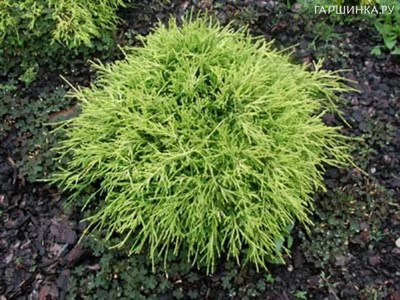 Кипарисовик Санголд горохоплодный