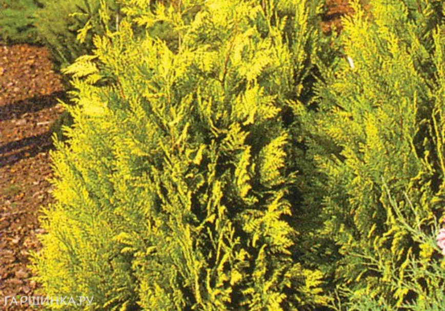 Кипарисовик Лавсона Ивонне