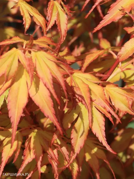 Клен Катсура веерный