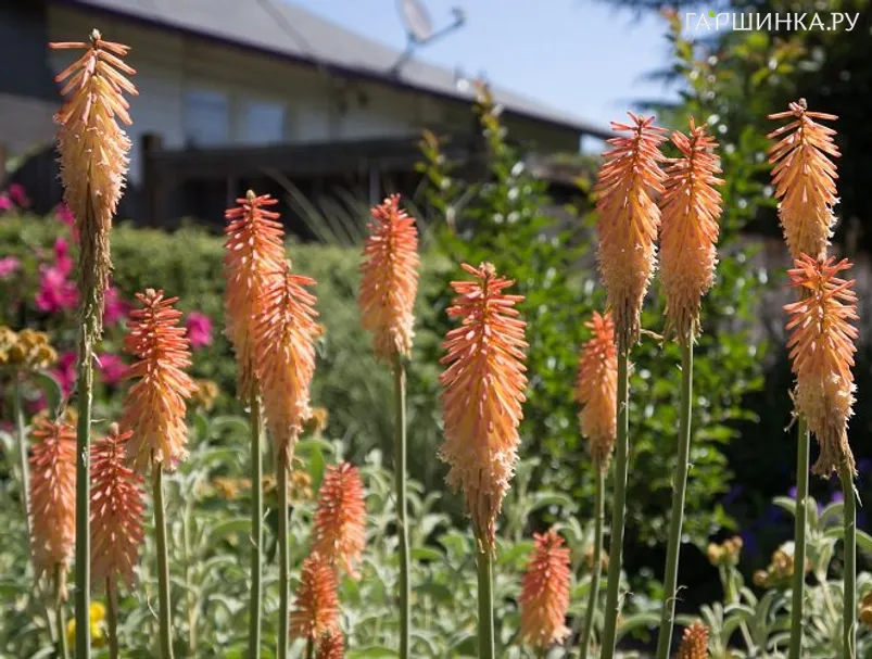 Книфофия Сафран Фогель