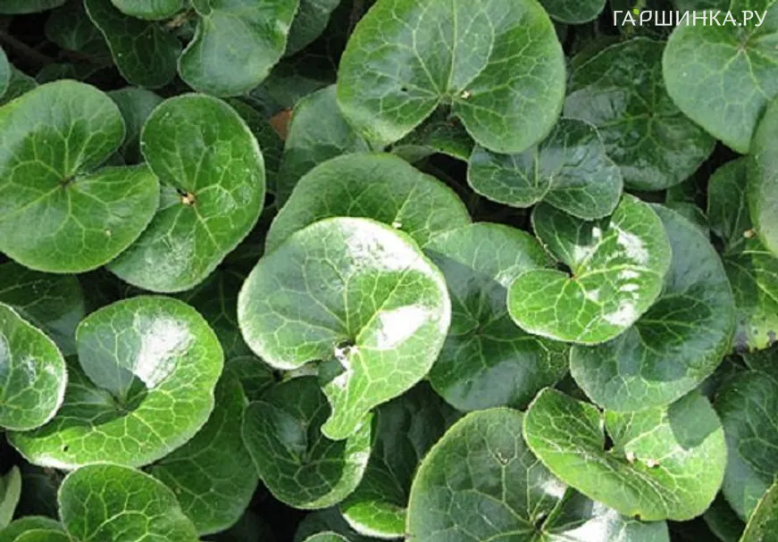 Копытень обыкновенный