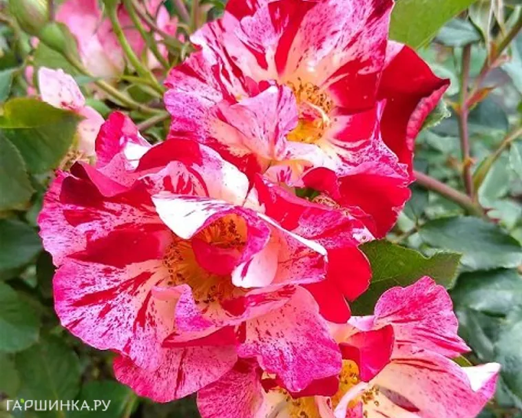 Роза Крейзи фо Ю, Викс (лиц)