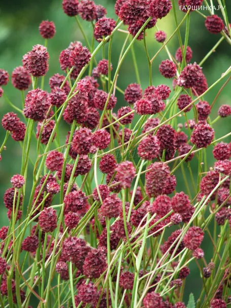 Кровохлебка Chocolate Tipp