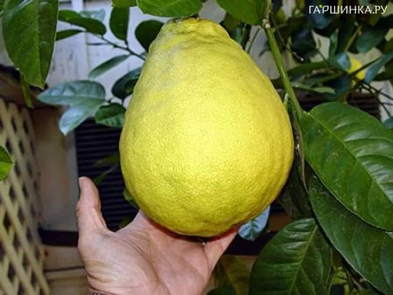 Лимон Пандероза