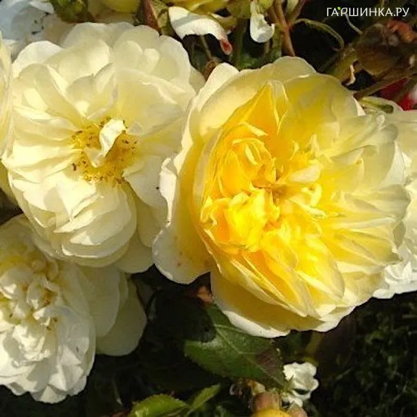 Роза Ла Фюильри мускусная, Ленс (лиц)