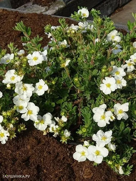 Лапчатка кустарниковая Белла Бьянка