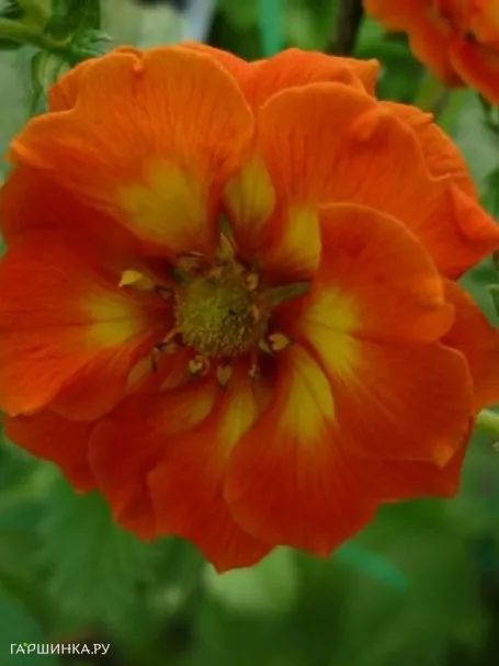 Лапчатка травянистая Вильям Роллиссон