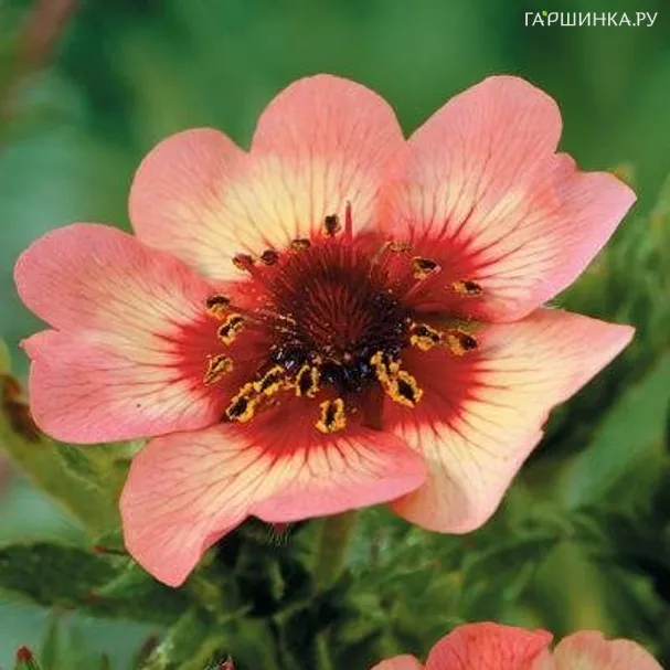 Лапчатка травянистая Твинклин Стар