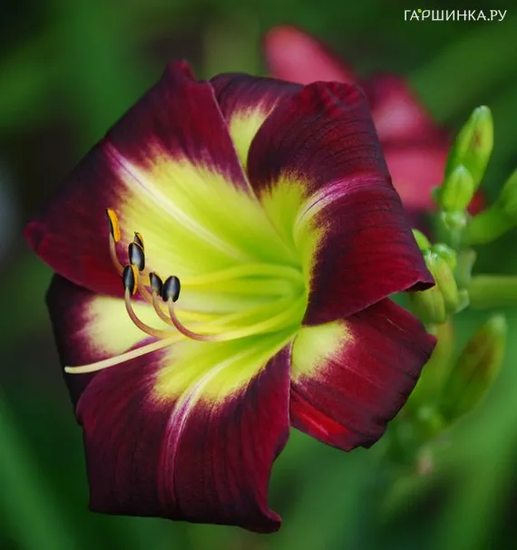 Лилейник Найт Бекон