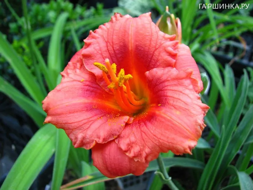 Лилейник Космополитан