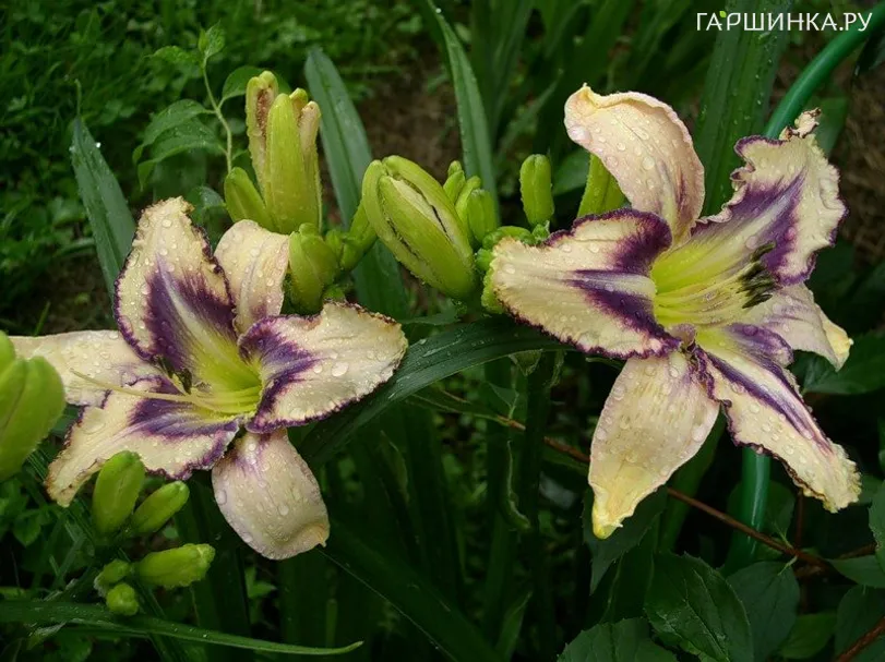 Лилейник Дестинд ту Си