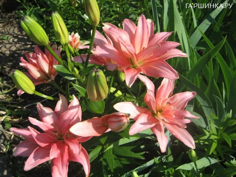 Лилия Афродита азиатская махровая розовая