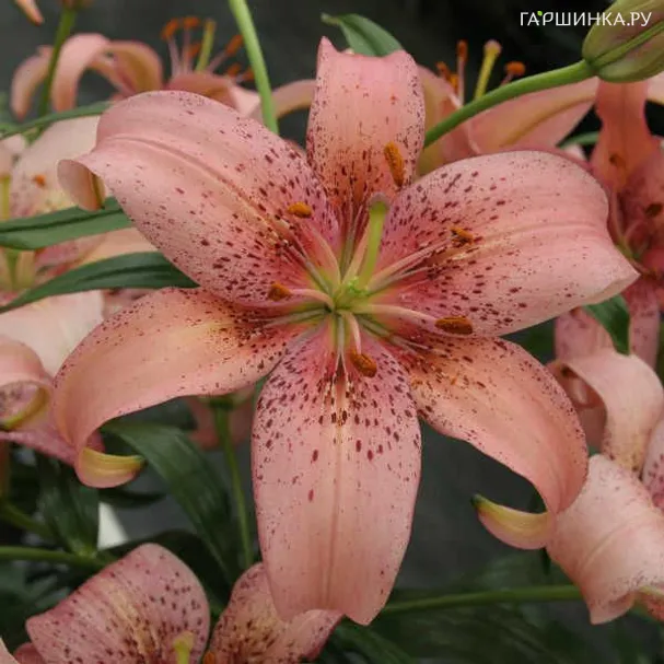 Лилия Морфо Пинк азиатская