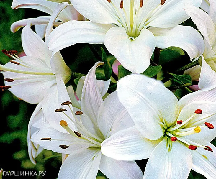 Лилия Навона азиатская/ 2шт