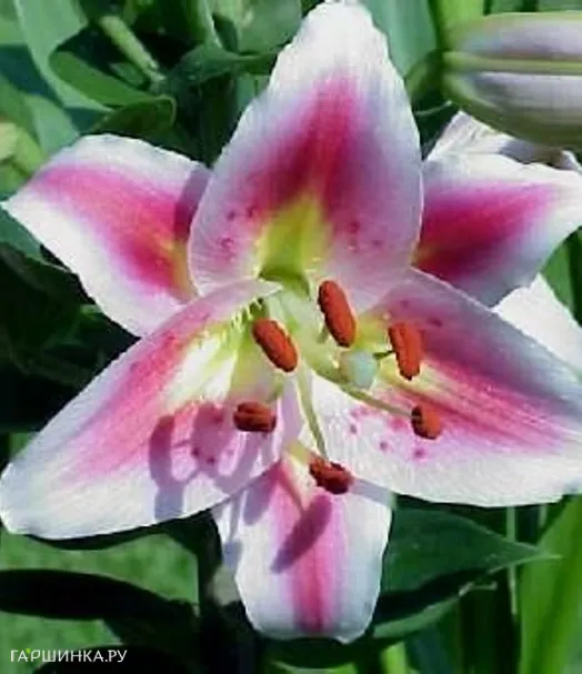 Лилия Анжелика восточная низкорослая/2шт