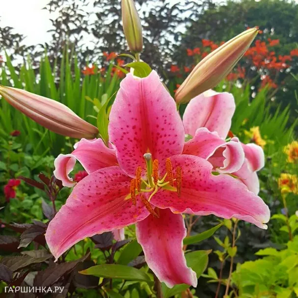 Лилия Энтертейнер восточная низкорослая / 2шт