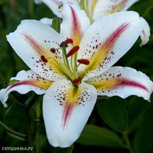 Лилия Арена восточная/2шт