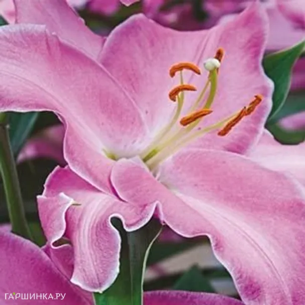 Лилия Каналетто восточная /2шт